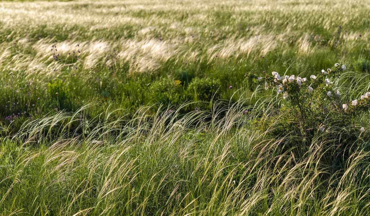 Illustration symbolique : Taureau