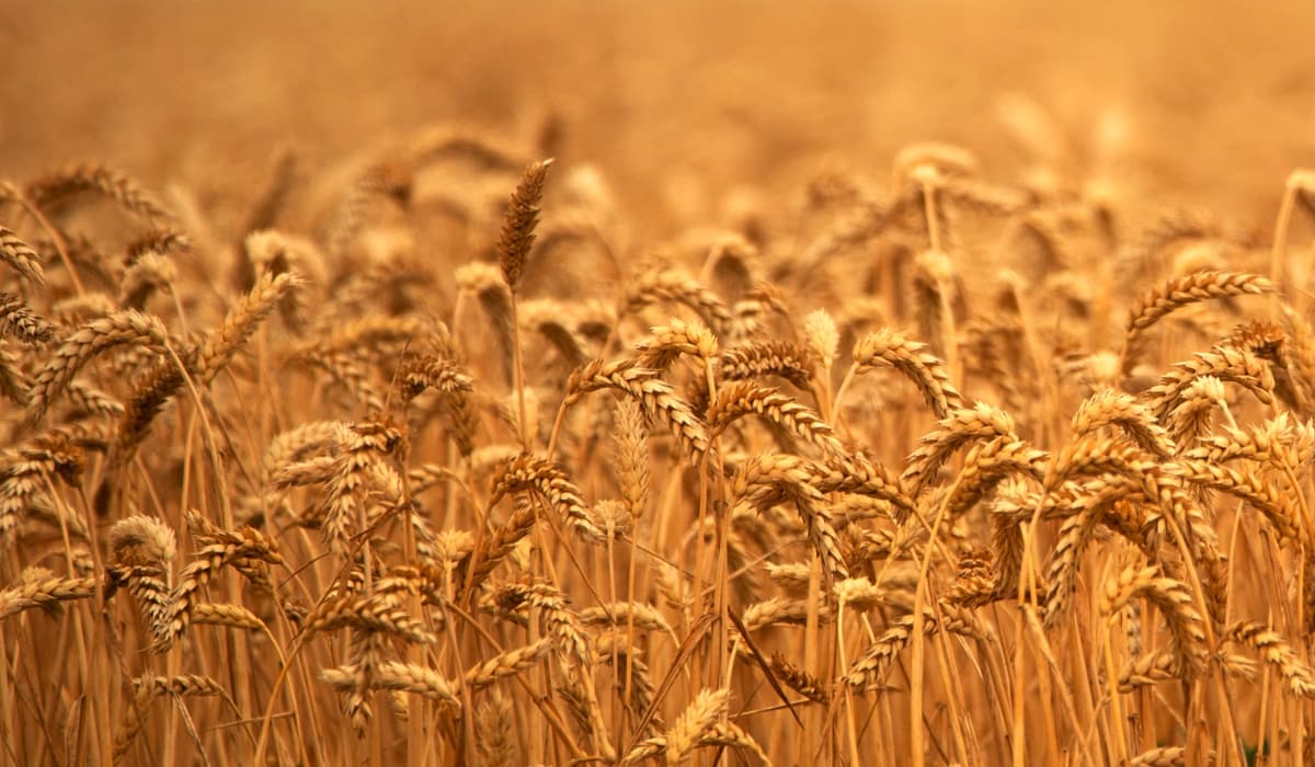 Illustration symbolique : Vierge